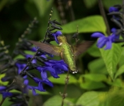 2023 09 17 LongFellowGardens 026